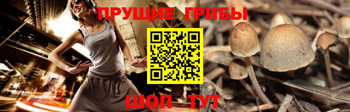 Белгород  Псилоцибиновые грибы Psilocybine cubensis  наркошоп  Вход с VPN  Псилоцибиновые грибы GOLDEN TEACHER 